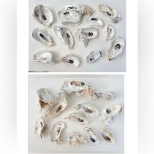 ‼️DONATING 3/10‼️ Raw Oyster Shell Clusters and Singles Bundle